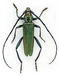 Aromia moschata (Linné, 1758) (3962350347).jpg