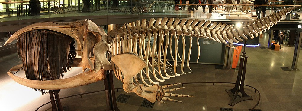 Squelette baleine australe.jpg