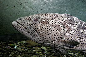 Malabar grouper melb aquarium.jpg