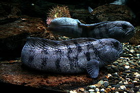 Anarhichas lupus 060417w.jpg