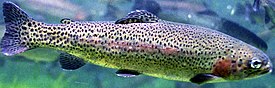 Oncorhynchus mykiss.jpg