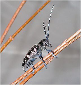 Азиатский усач