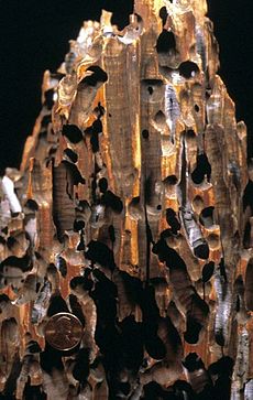 Shipworm.jpg