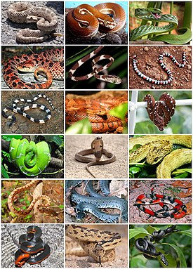 Разнообразие змей