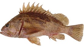 Brown rockfish.jpg