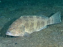 Malabar grouper melb aquarium.jpg