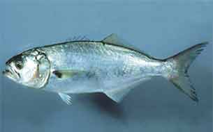 рыба луфарь fish pesce-serra италия