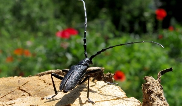 Фото: Насекомое жук-дровосек