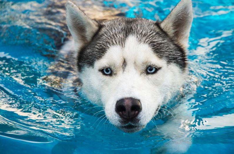 В чем польза плавания для собак?