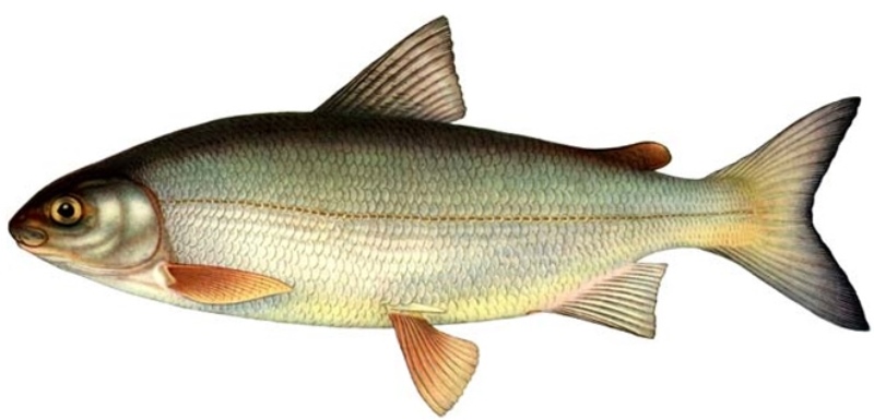 Рубец рыба фото и описание